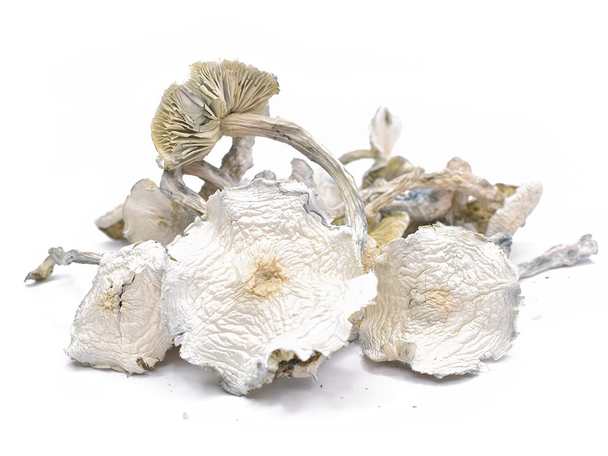 Albino-A-Magic-Mushrooms-For-Sale