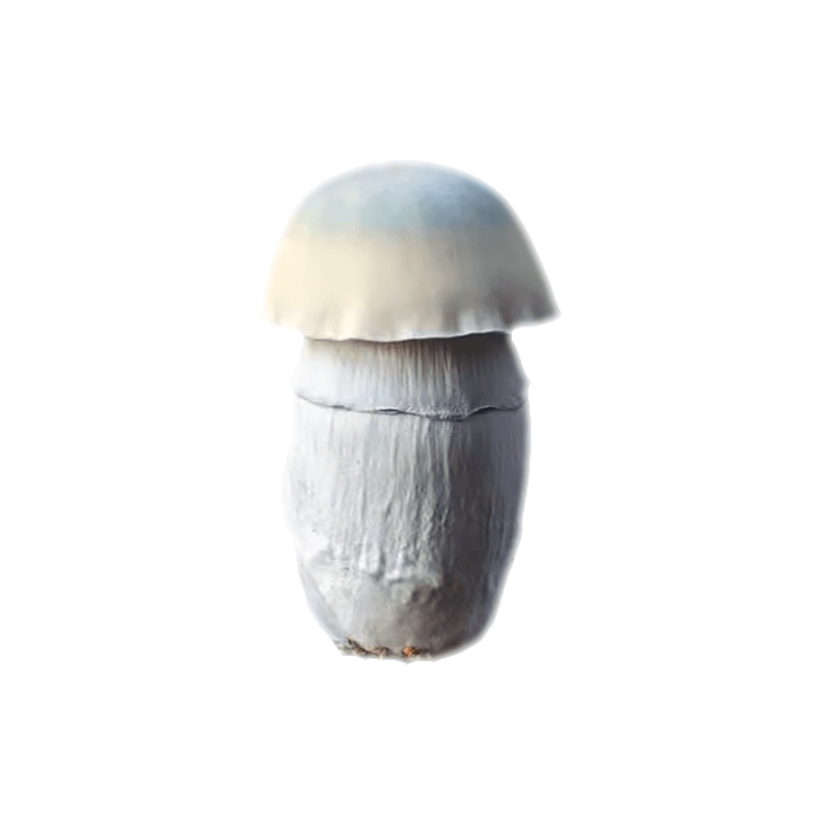 Albino-Penis-Envy-Mushrooms-For-Sale